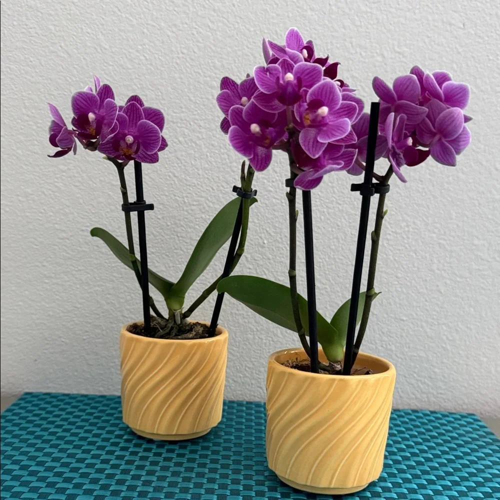 2 Yellow Mini Orchid Pots